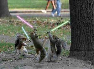 Squirrel sabres.jpg