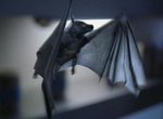 Pyrithian bat.jpg
