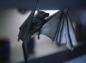 Pyrithian bat.jpg