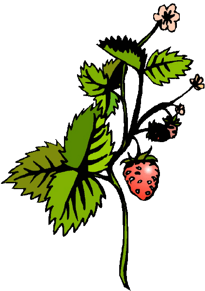 File:Strawberry1.gif