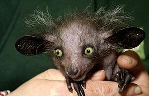 Kemrian frog-bear.jpg