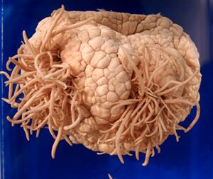 Parasite Type III.jpg